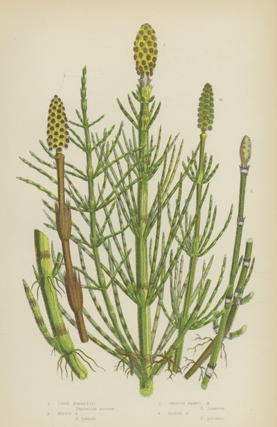 Mısır Atkuyruğu, Kaba Atkuyruğu, Pürüzsüz Çıplak Atkuyruğu, Bataklık Atkuyruğu (renkli litho) by English School