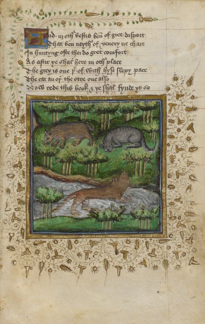Cotton Vespasian B. XII, f.4 Porsuk, yaban kedisi ve su samuru çizimi; William Twety ve John Gyfford