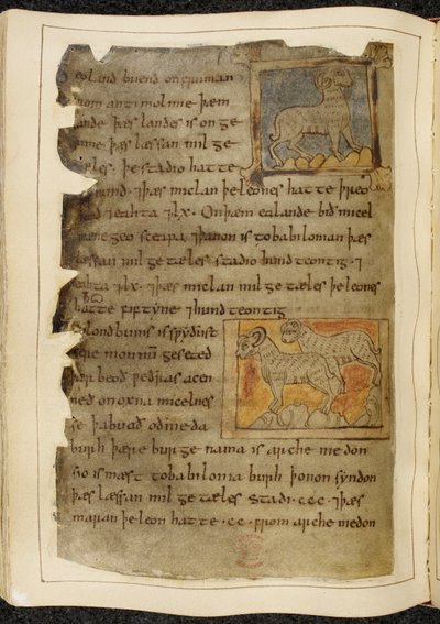 Cotton Vitellius A. XV f.98v, Sağa bakan tek boynuzlu bir koyun; iki boynuzlu koyun, sola dönük, Beowulf