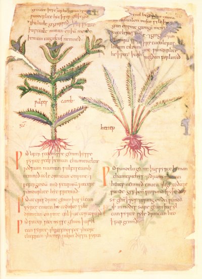 Cotton Vitellius C.III fol.30 Orijinali Apuleius