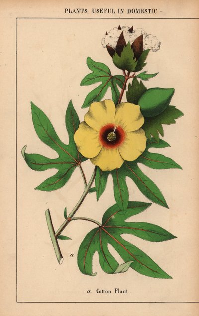 Sarı çiçekli ve beyaz pamuklu kozalı pamuk bitkisi.  , "Öğretici Resimli Kitap veya Sebze Dünyasından Dersler"den [Charlotte Mary Yonge], Edinburgh by English School