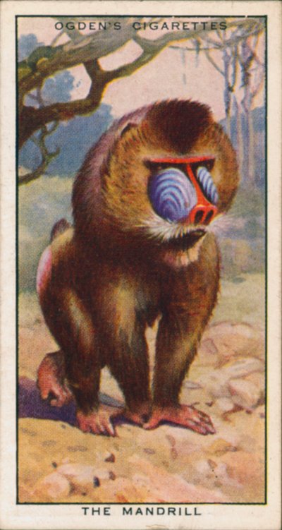 Kur Renkleri, Hayvanlar, Mandrill (renkli taş baskı) by English School