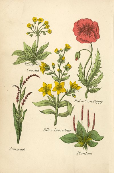 Cowslip, Kırmızı veya Mısır Gelinciği, Sarı Loosestrife, Arsemart, Plantain (renkli lito) by English School