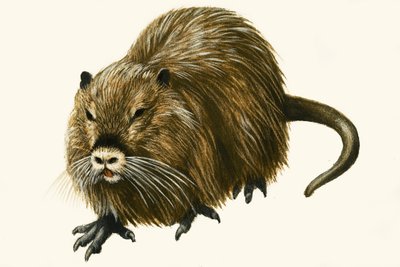 Coypu by English School