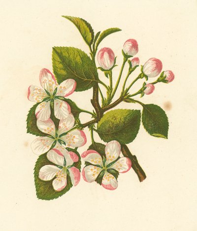 Yengeç Elması, Pyrus Malus (renkli lito) by English School