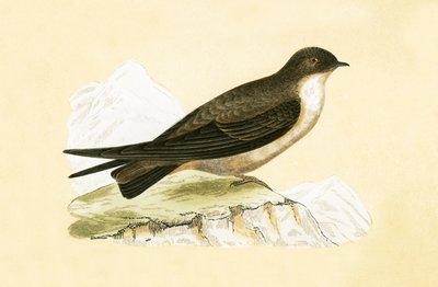 Crag Swallow, Charles Robert Bree (1811-86) tarafından 