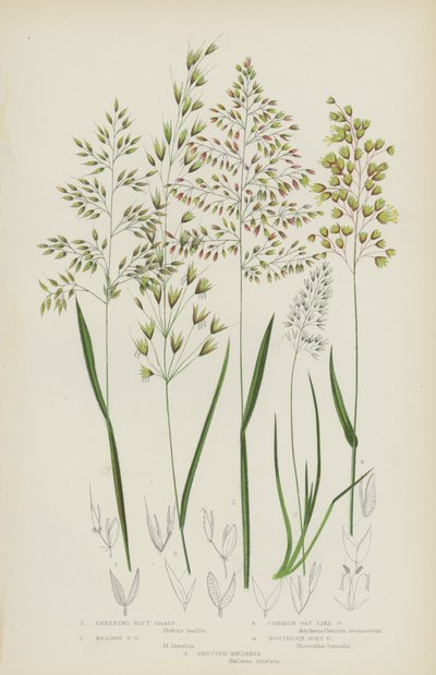 Sürünen Yumuşak Çimen, Çayır Yumuşak Çimen, Çimen Gibi Ortak Yulaf, Kuzey Kutsal Çimen, Tepeli Koeleria (renkli litho) by English School
