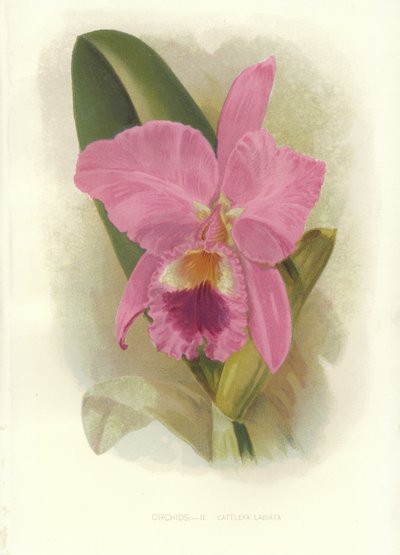 Kızıl Cattleya by English School
