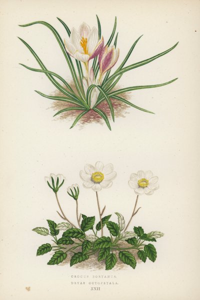 Crocus Boryanus; Dryas Octopetala (renkli lito) by English School