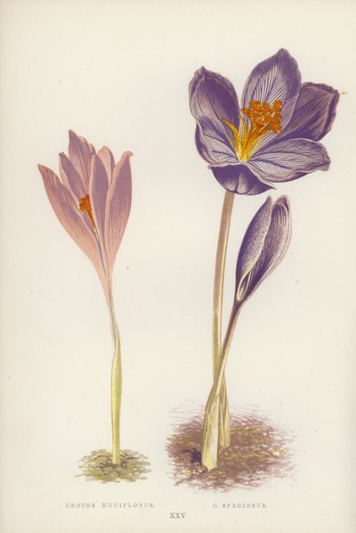 Çiğdem Nudiflorus; C Güzel (renkli taş) by English School