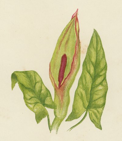 Cuckoo Pint, Arum Maculatum (renkli lito) by English School
