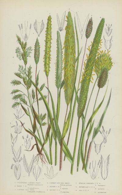 Yetiştirilmiş Kanarya Otu, Kamış Kanarya Otu, Saz Kamış, Bayağı Kedi-Kuyruk Otu … (renkli litho) by English School