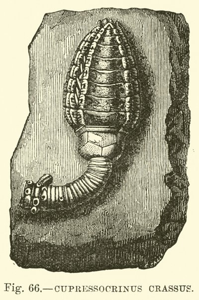 Cypressocrinus by English School
