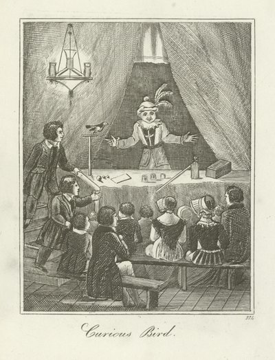 meraklı kuş by English School