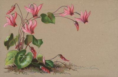 siklamen by English School