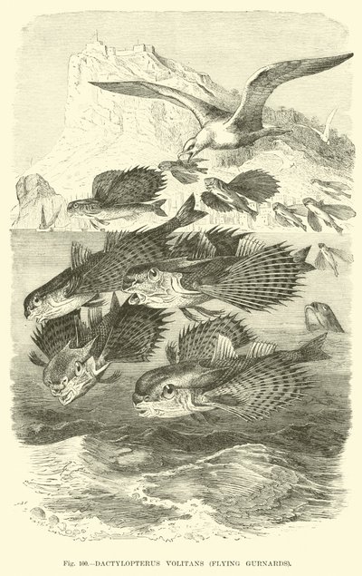 Dactylopterus Volitans, Uçan Gurnards by English School