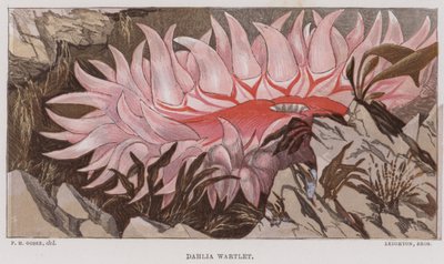 Dahlia Wartlet (renkli lito) by English School