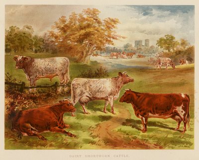 Sütçü Shorthorn Sığır (renkli lito) by English School