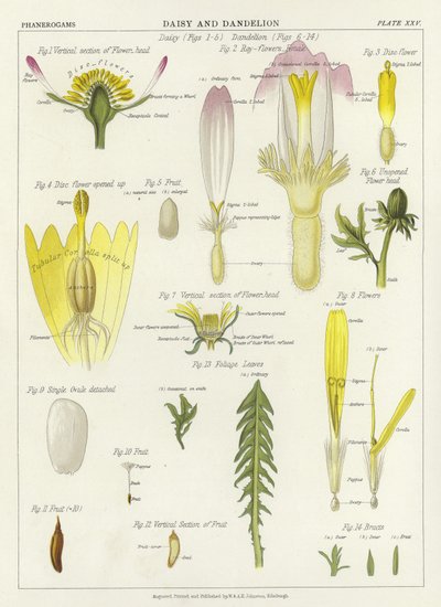 papatya ve karahindiba by English School