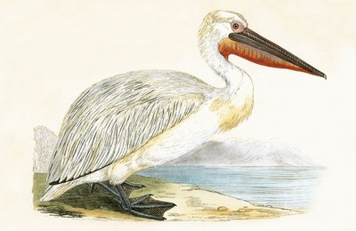 Dalmaçyalı Pelikan, Charles Robert Bree (1811-86) tarafından 