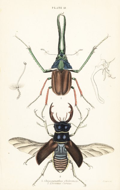 Darwin'in böceği, Grant'in geyik böceği veya Şili geyik böceği, Chiasognathus grantii 1 ve Avrupa geyik böceği, Lucanus cervus 2 by English School