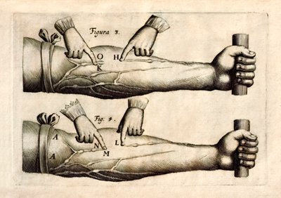 De Motu Cordi, William Harvey (1578-1657) tarafından ilk kez 1628
