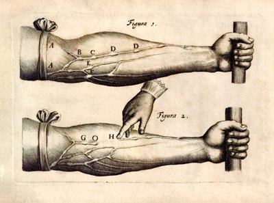 De Motu Cordi, William Harvey (1578-1657) tarafından ilk kez 1628