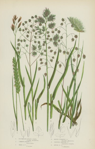 Yatık Heath Çimi, Yaygın Titreyen Çimen, Küçük Titreyen Çimen, Kaba Cocksfoot Grass … (renkli litho) by English School