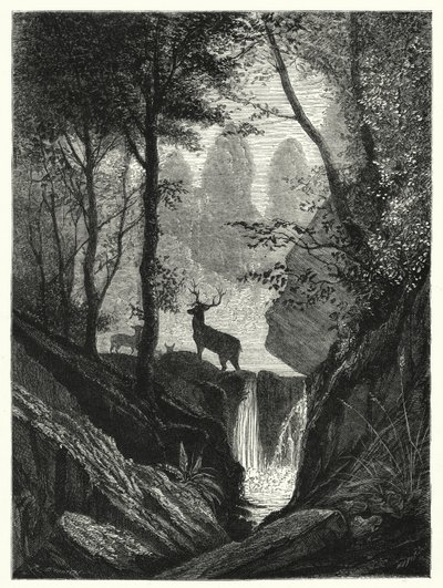 Ormanda geyik (gravür) by English School