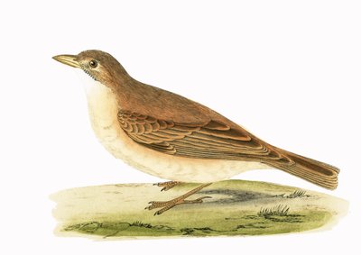 Desert Lark, Charles Robert Bree (1811-86) tarafından 
