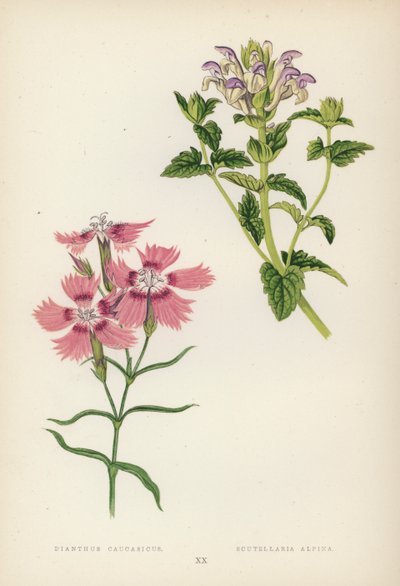 Dianthus Caucasicus; Scutellaria Alpina (renkli taş) by English School