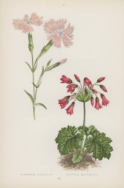 Dianthus Gallicus; Cortusa Matthioli (renkli taş) by English School