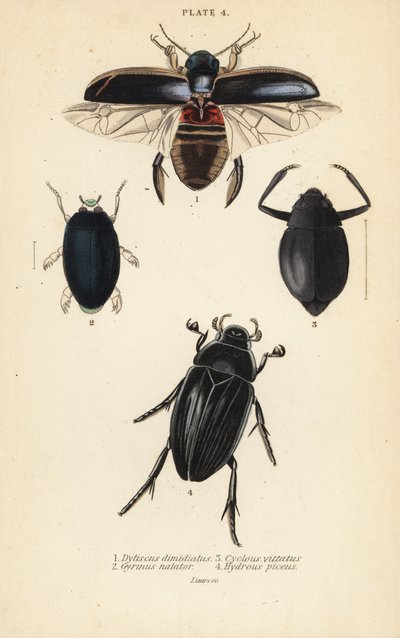 Dalış böceği, Dytiscus dimidiatus 1, yaygın girdap böceği, Gyrinus natator 2, Cyclous vittatus 3 ve büyük gümüş su böceği, Hydrophilus piceus 4 by English School