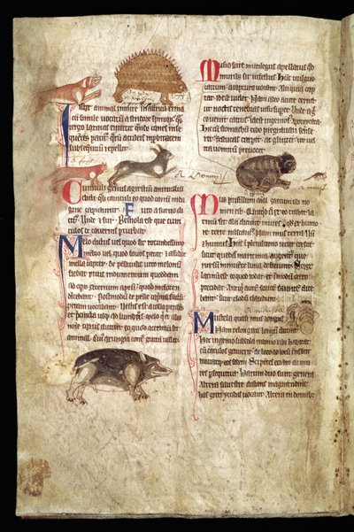 Kirpiyi Kovalayan Köpek, Tavşanı Kovalayan Tilki, Fareyi Kovalayan Kedi vs., İngilizce Bestiary, 13. yüzyıl başı (parşömen) by English School
