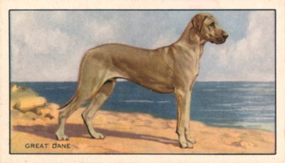 Köpekler: Danua (renkli lito) by English School