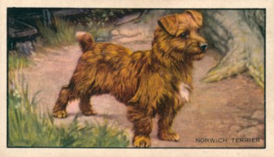 Köpekler: Norwich Terrier (renkli lito) by English School