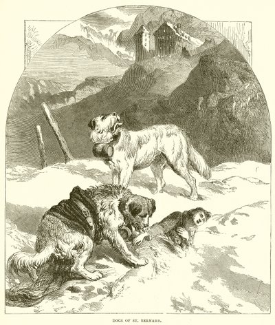 St. Bernard Köpekleri by English School