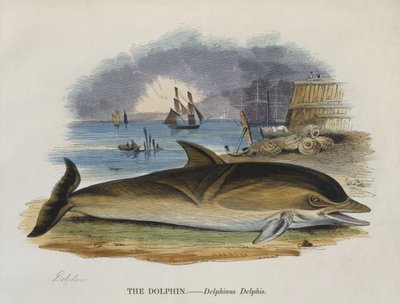 Kıyıdaki yunus, 1823 (renkli gravür) by English School
