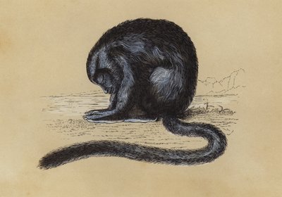 Douroucouli (renkli lito) by English School