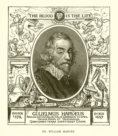 William Harvey by English School