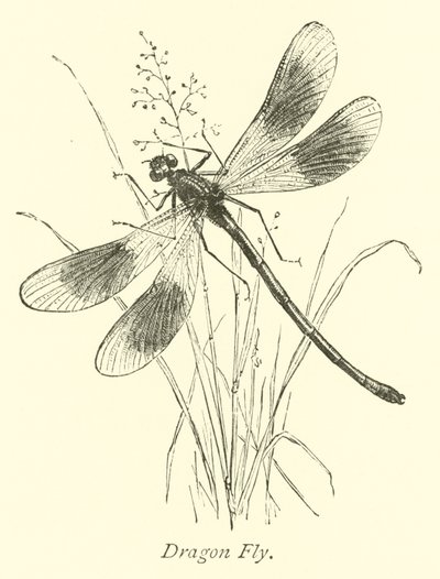 ejderha sineği by English School