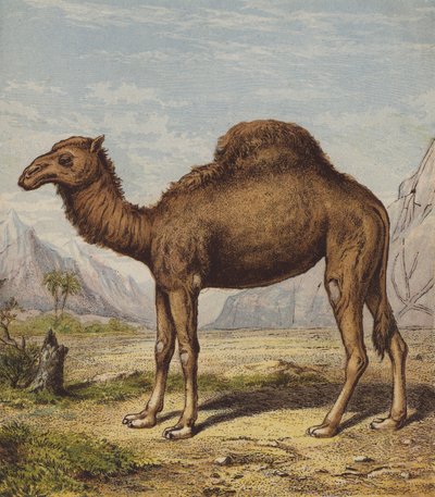 Dromedary (renkli lito) by English School