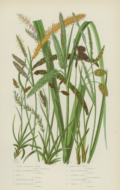 Cüce Kılcal Carex, Gevşek Çiçekli Alpine Carex, Çamur Carex, Aşınmış Alpine Carex (renkli lito) by English School