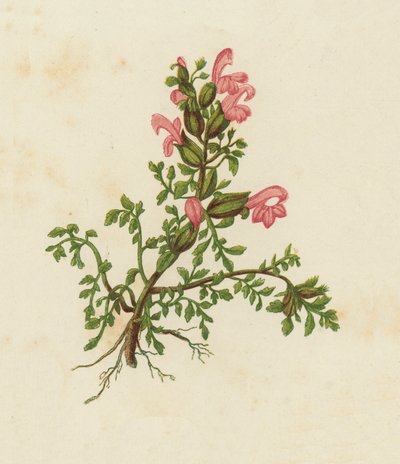 Cüce Kırmızı Çıngırak, Pedicularis Sylvatica (renkli lito) by English School