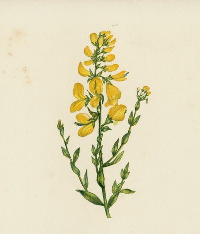 Boyacı Yeşil Otu, Genista Tinctoria (renkli lito) by English School