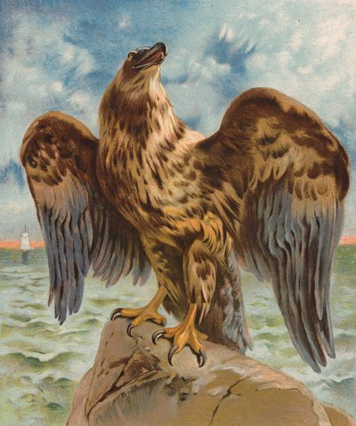 Kartal (renkli lito) by English School