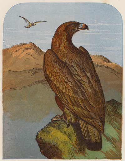 Kartal (renkli lito) by English School