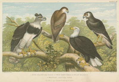 Kartallar (renkli gravür) by English School