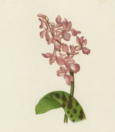 Erken Mor Orkide, Orchis Mascula (renkli lito) by English School