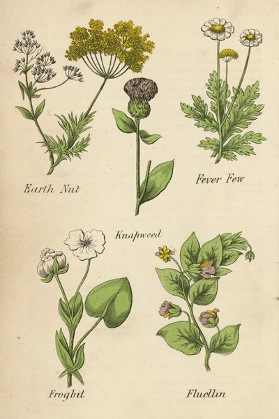 Toprak Fındığı, Az Ateş, Knapweed, Frogbit, Fluellin (renkli lito) by English School